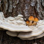 Tree with visible signs of armillaria root rot including discolored bark and fungal growth.