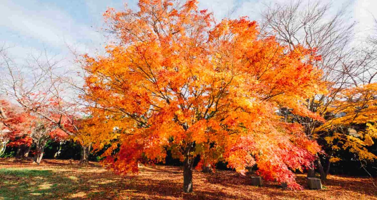 Sugar Maple Tree Features
