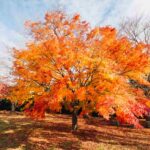 Sugar Maple Tree Features