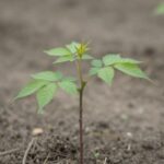 Young tree definition illustrated by a sapling plant in its initial stage of development.