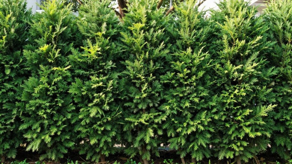 Emerald cedar hedge showing tall, narrow Thuja occidentalis evergreens used for landscape screening and privacy planting.