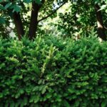 Emerald cedar hedge row of Thuja occidentalis creating a formal green border in a garden landscape.
