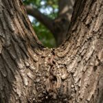 Two tree trunks merging at a V-shaped union.